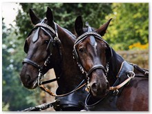 18 - Schweres Warmblut aus eigener Zucht